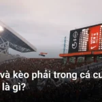 Kèo trái và kèo phải là hai thuật ngữ cơ bản nhất mà bạn cần nắm vững khi tham gia cá cược bóng đá - kèo trái và kèo phải
